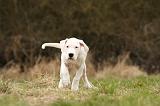 DOGUE ARGENTIN 108